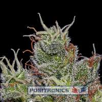 Super Cheese Express Auto Feminised Seeds